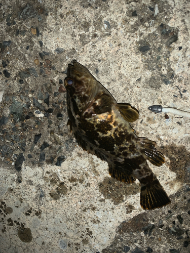 タケノコメバルの釣果