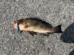 オオモンハタの釣果