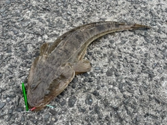 マゴチの釣果