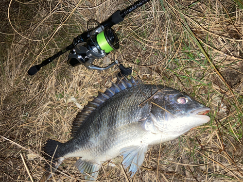 キビレの釣果