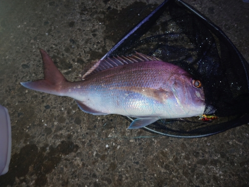 マダイの釣果