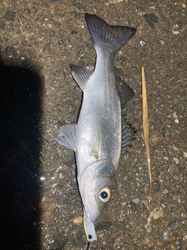 ヒラスズキの釣果