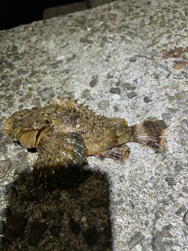 オニオコゼの釣果