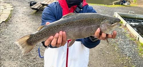 ニジマスの釣果