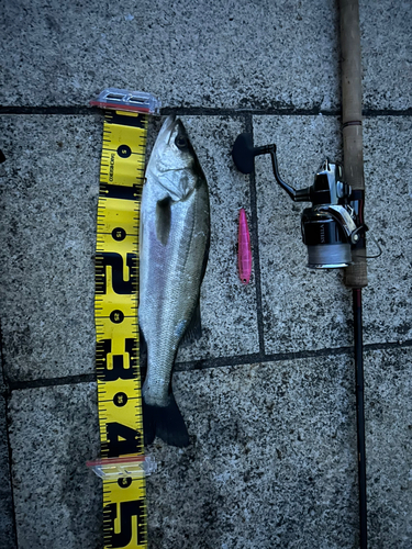 シーバスの釣果