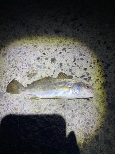 イシモチの釣果