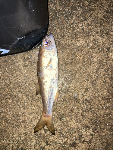 クロムツの釣果