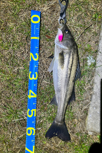 シーバスの釣果