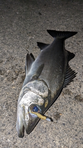 セイゴ（ヒラスズキ）の釣果