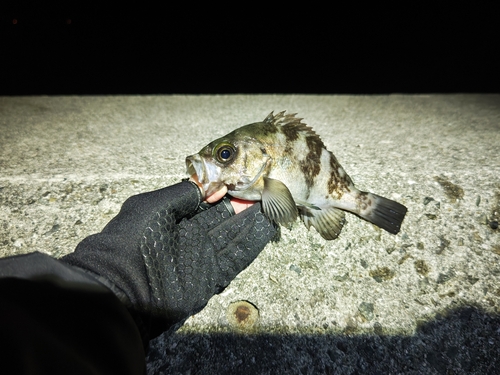 メバルの釣果