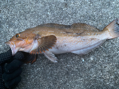 アイナメの釣果