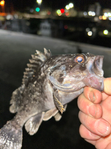 クロソイの釣果