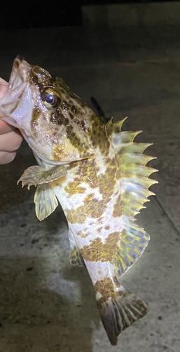 タケノコメバルの釣果