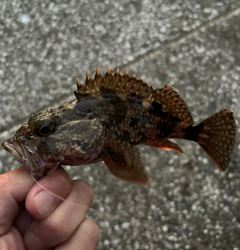 カサゴの釣果