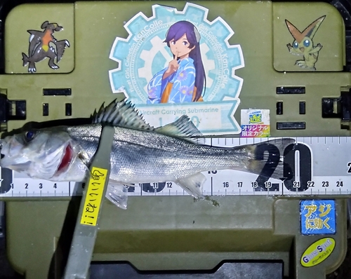 シーバスの釣果