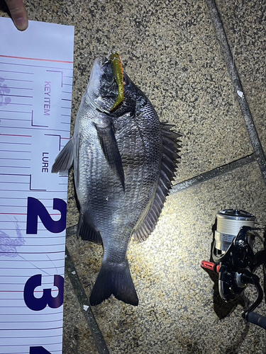 クロダイの釣果