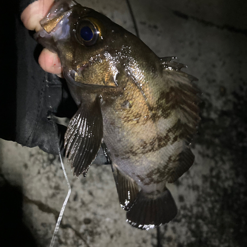 メバルの釣果