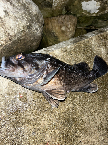 クロソイの釣果