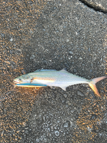 サゴシの釣果