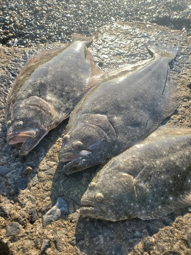 ヒラメの釣果