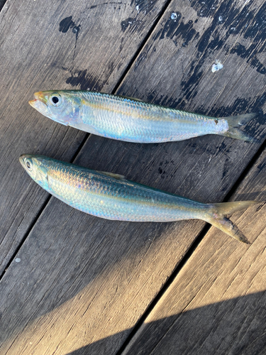 カタボシイワシの釣果