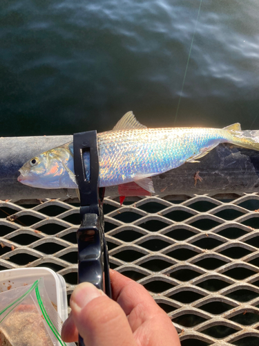 コノシロの釣果