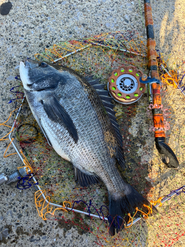 クロダイの釣果