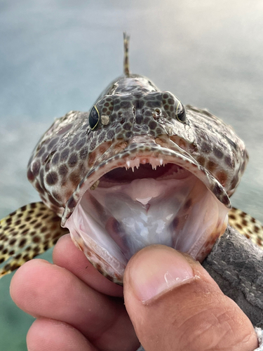 カンモンハタの釣果