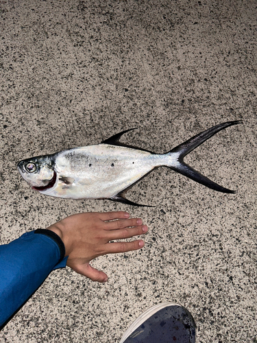 コバンアジの釣果