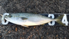ヤズの釣果