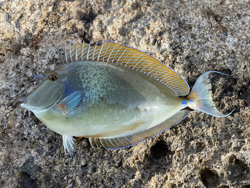 チヌマンの釣果