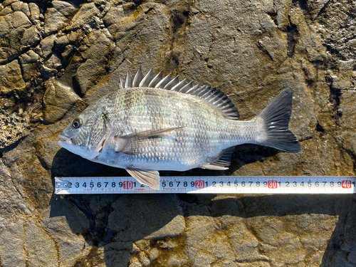 クロダイの釣果