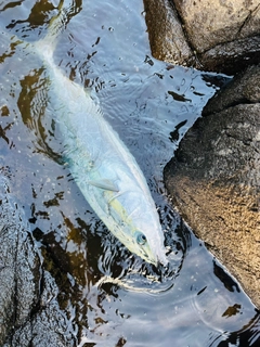 ヤズの釣果