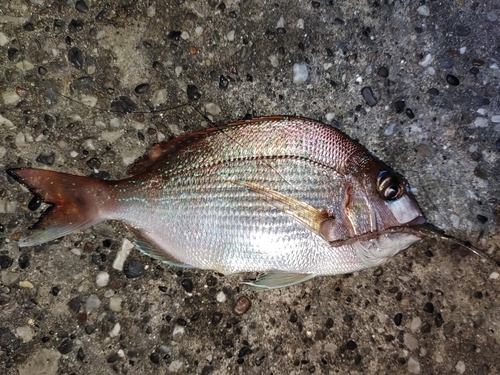 マダイの釣果