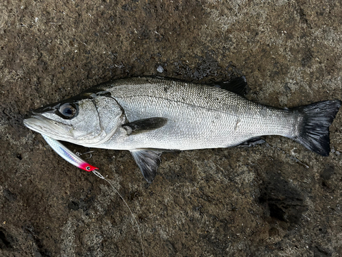 ヒラスズキの釣果