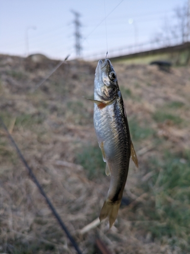 アブラハヤの釣果