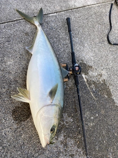 ブリの釣果