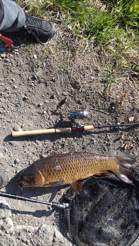 コイの釣果