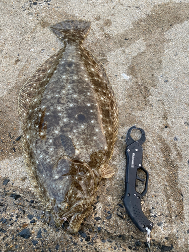 ヒラメの釣果