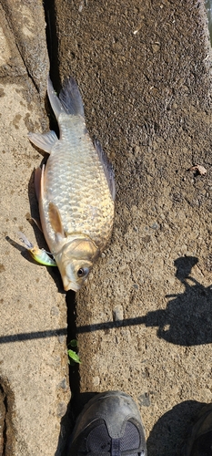 ヘラブナの釣果