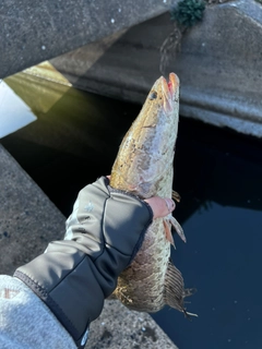 ライギョの釣果