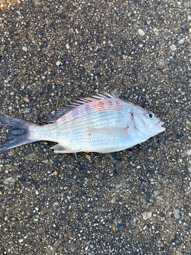 ヘダイの釣果