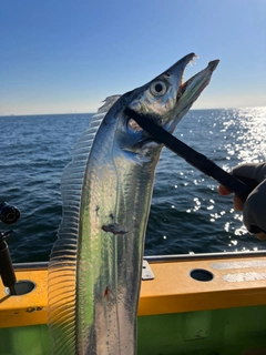 タチウオの釣果