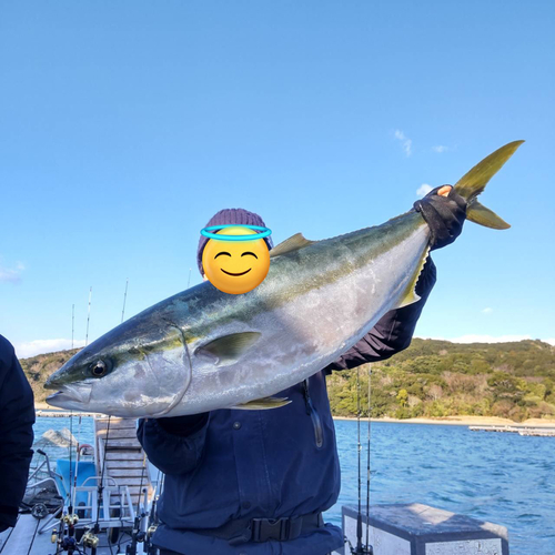 ブリの釣果