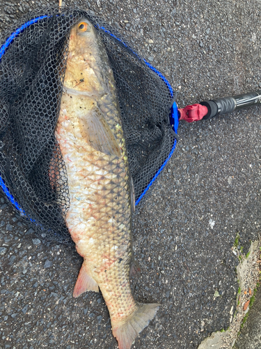 メナダの釣果