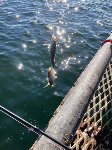 コノシロの釣果