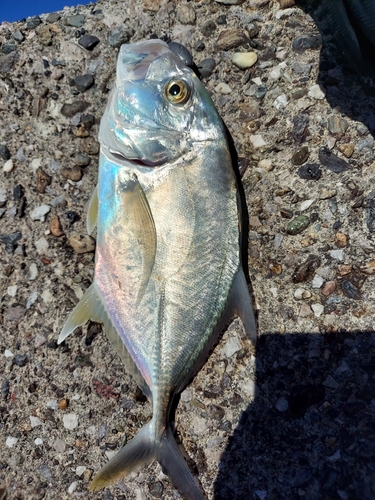 メッキの釣果