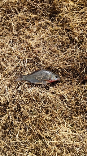 フナの釣果