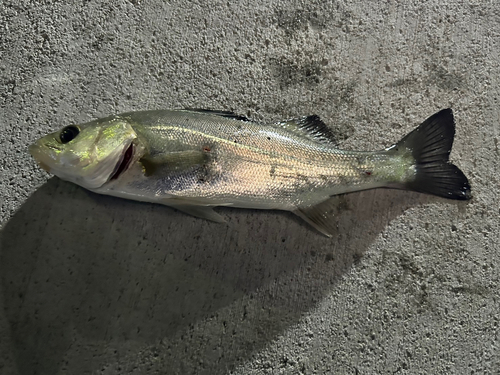 セッパ（マルスズキ）の釣果