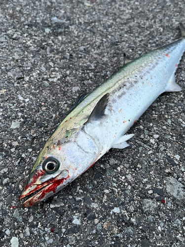 サゴシの釣果